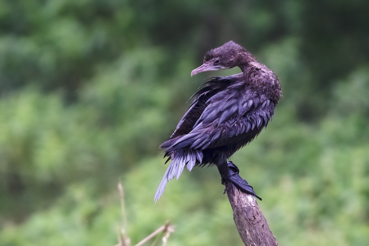 Little Cormorant - ML646044229