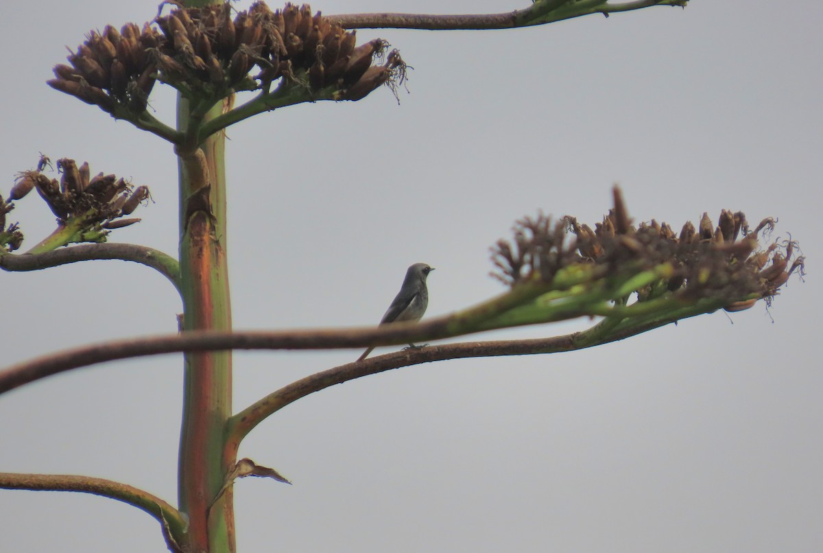 Black Redstart - ML646044230