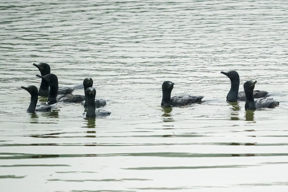 Indian Cormorant - ML646044231
