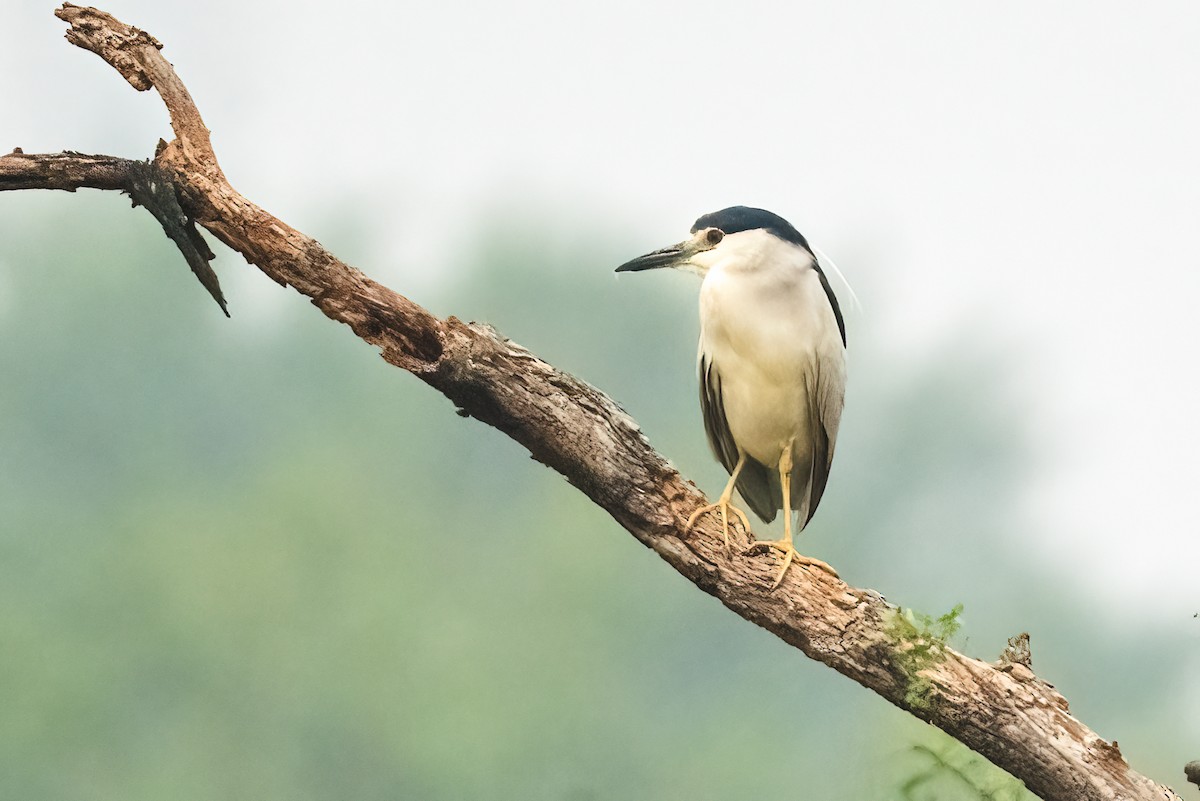 Black-crowned Night Heron - ML646044232