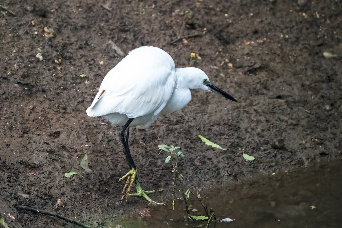 Little Egret - ML646044234