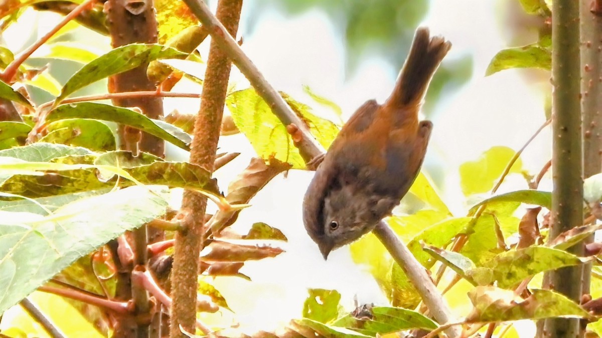 Manipur Fulvetta - ML646044235