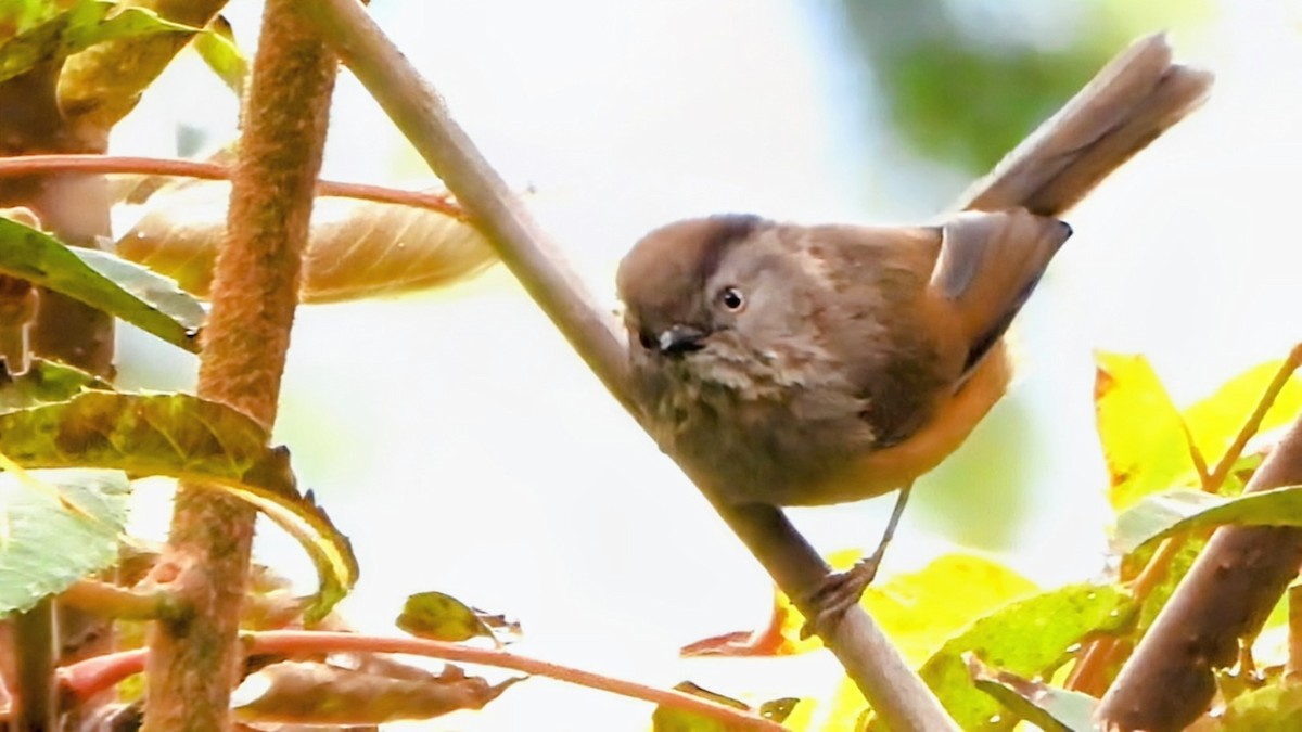 Manipur Fulvetta - ML646044236