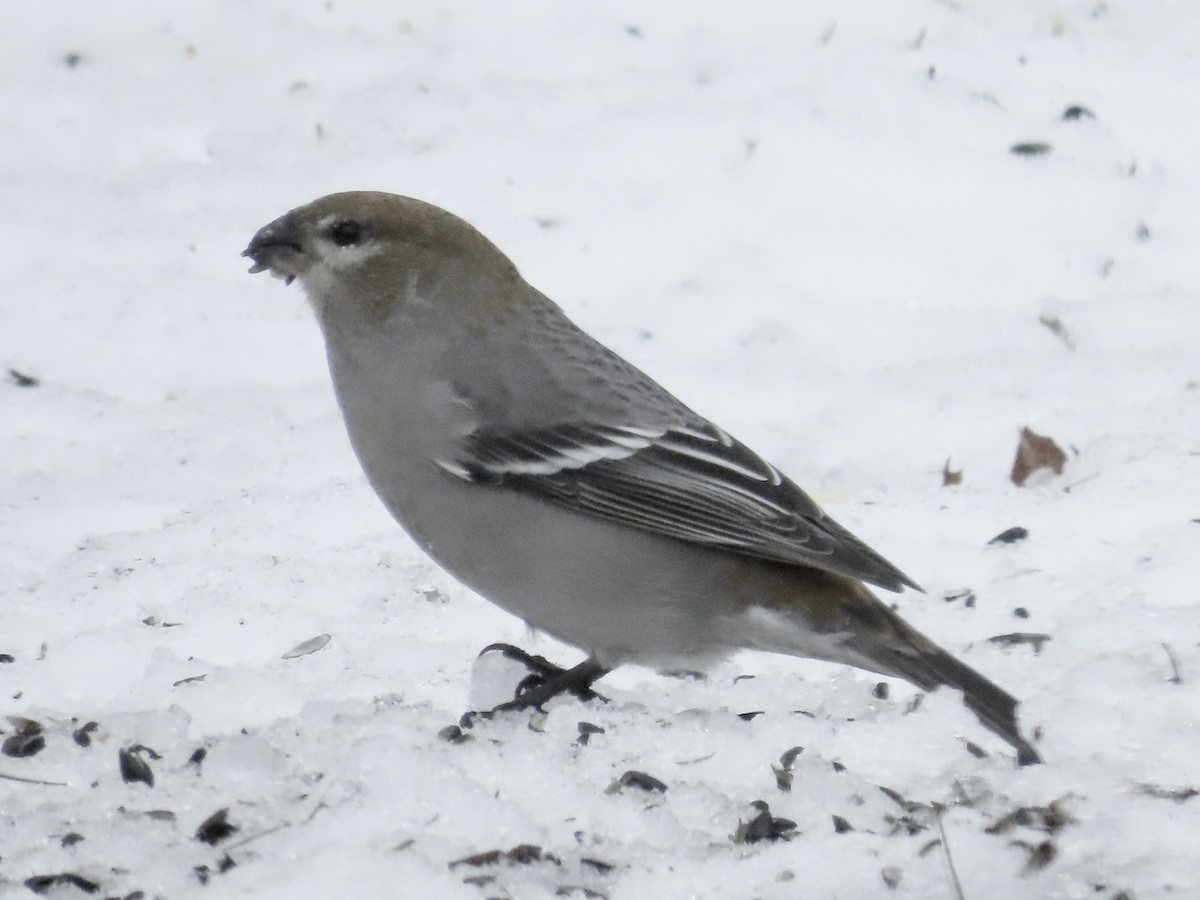 Pine Grosbeak - ML646044238