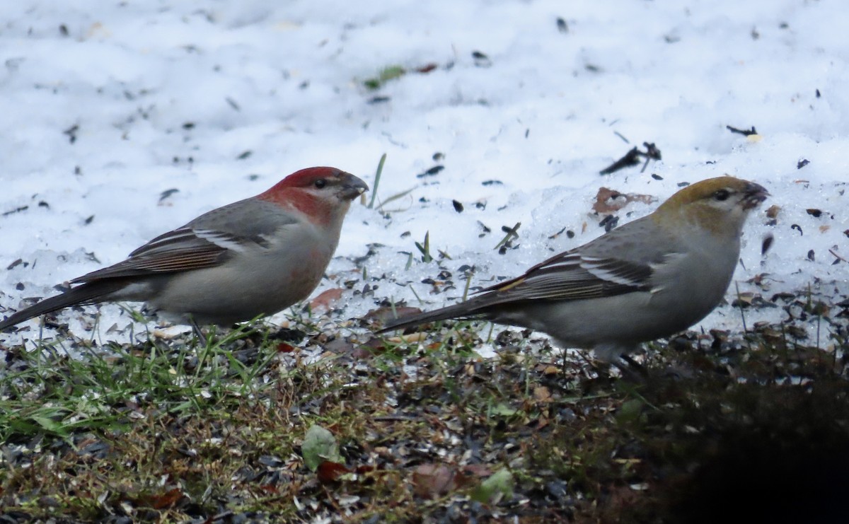 Pine Grosbeak - ML646044239