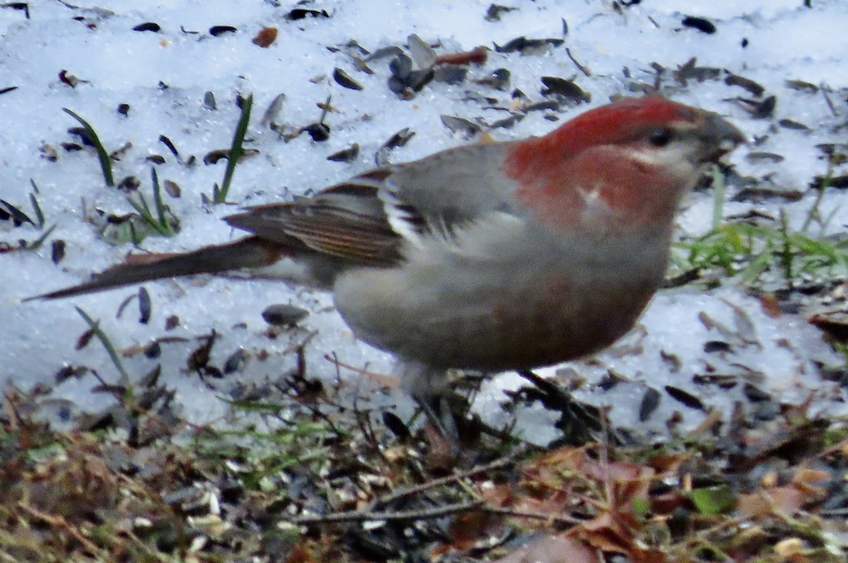 Pine Grosbeak - ML646044240