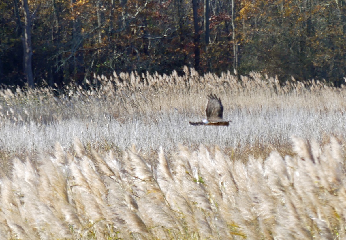 Northern Harrier - ML646044241