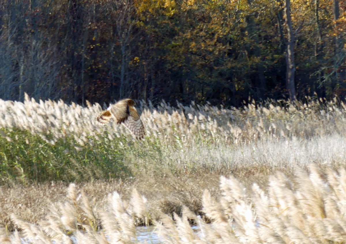 Northern Harrier - ML646044242
