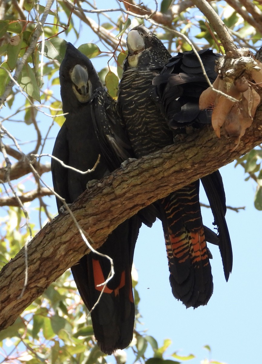 Red-tailed Black-Cockatoo - ML646044243