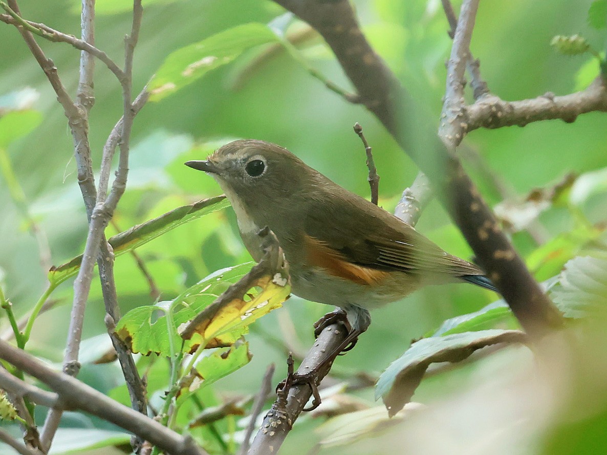 Red-flanked Bluetail - ML646044244