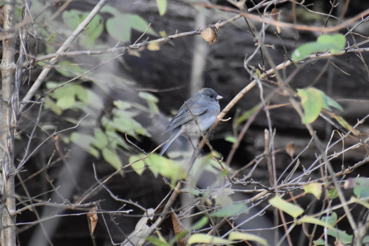 Dark-eyed Junco - ML646044246