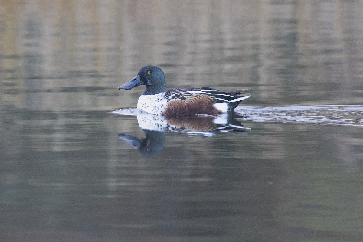 Northern Shoveler - ML646044247