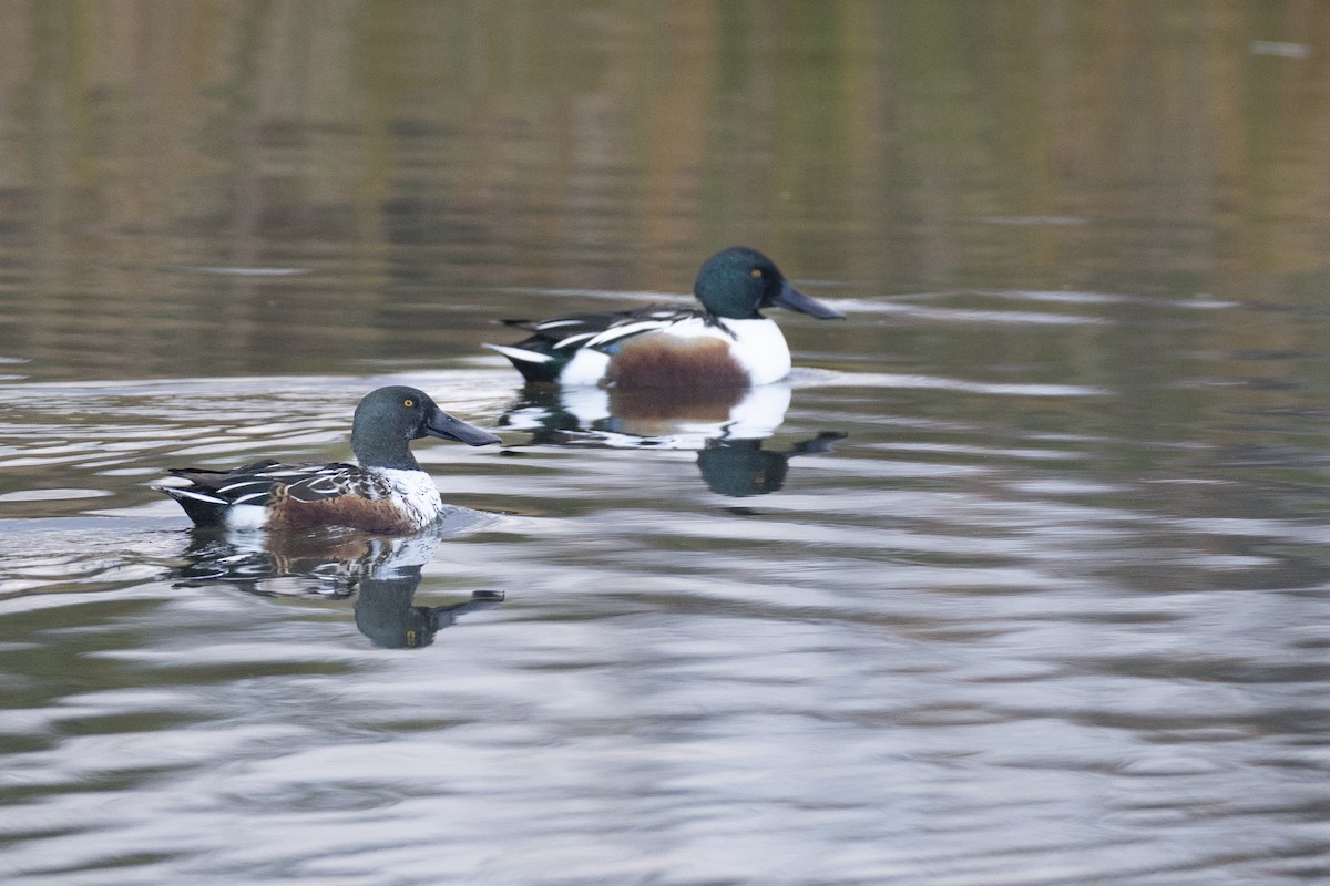 Northern Shoveler - ML646044248