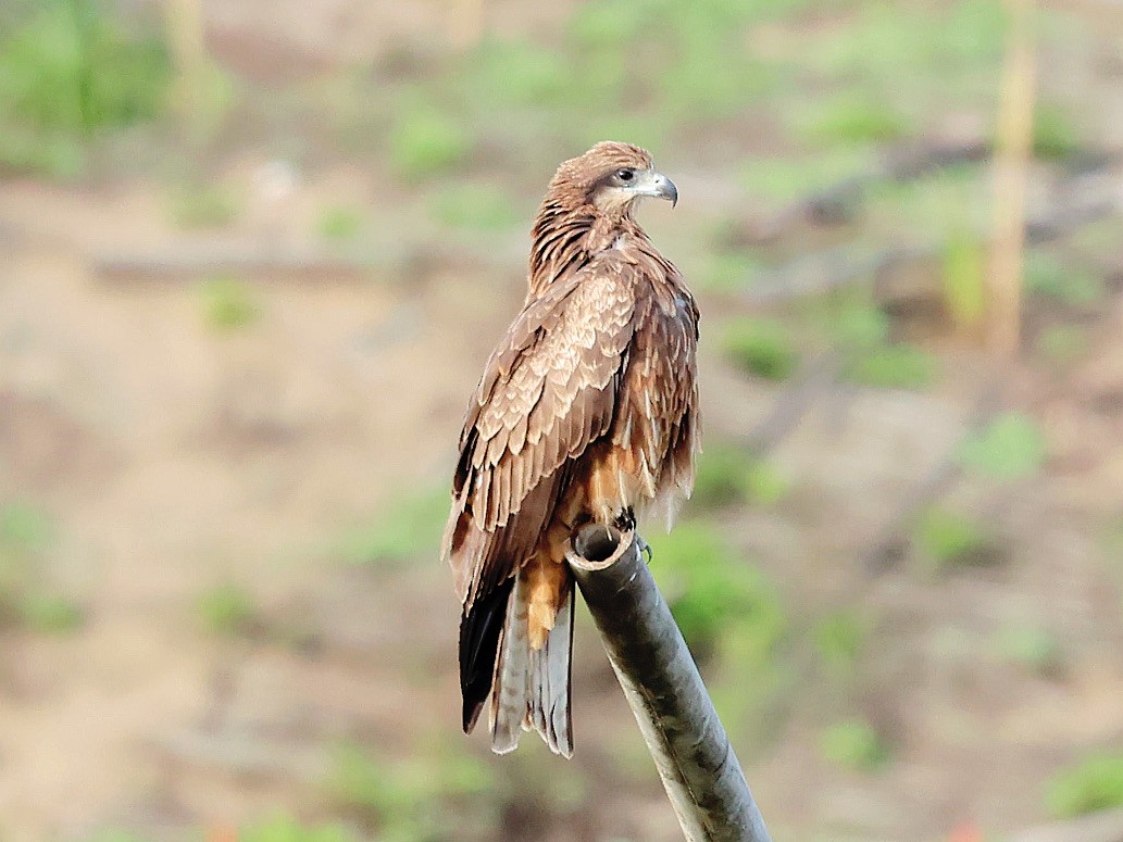 Black Kite - ML646044250