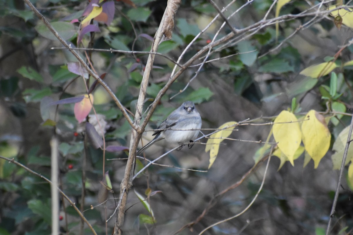 Dark-eyed Junco - ML646044251