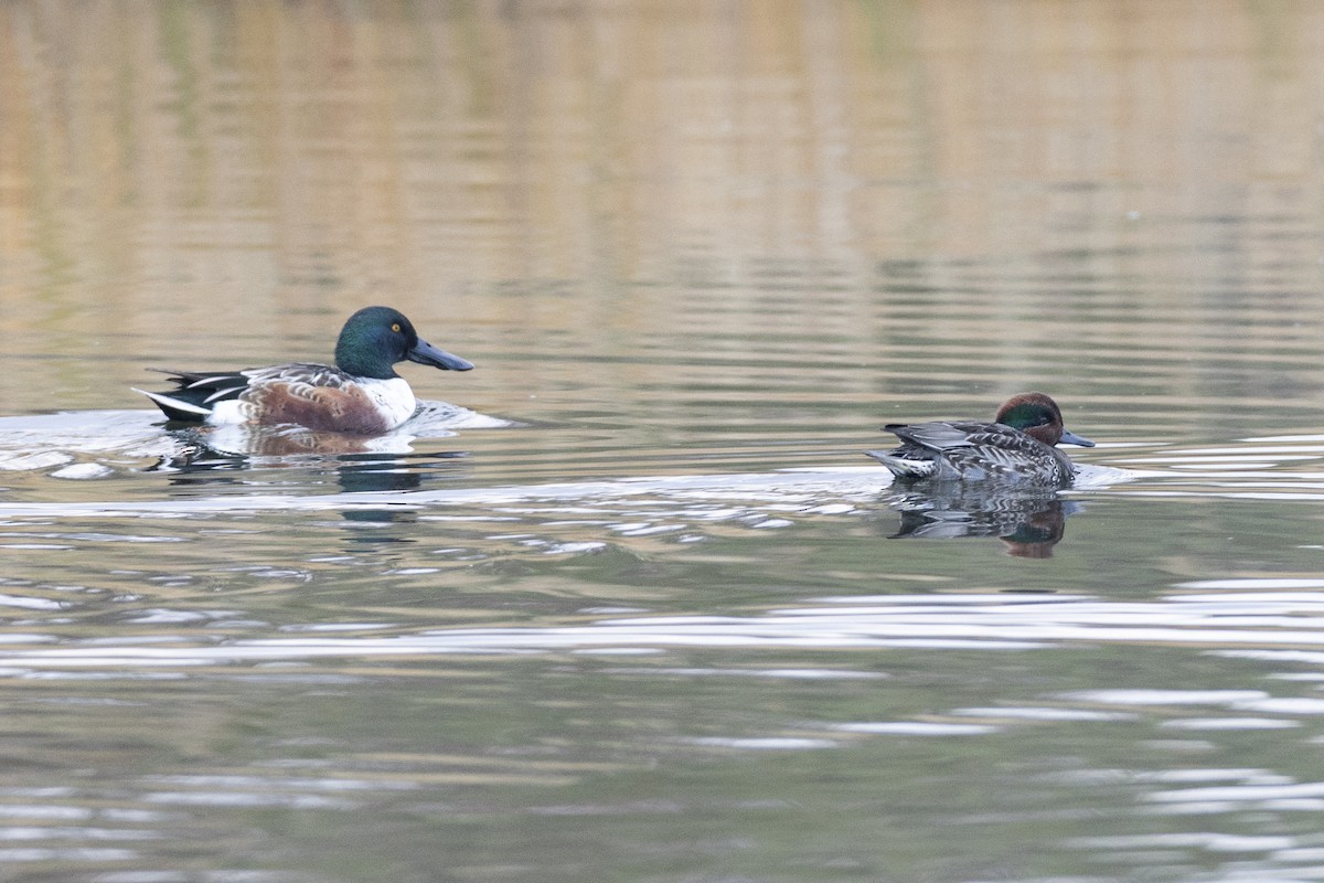 Green-winged Teal (American) - ML646044252