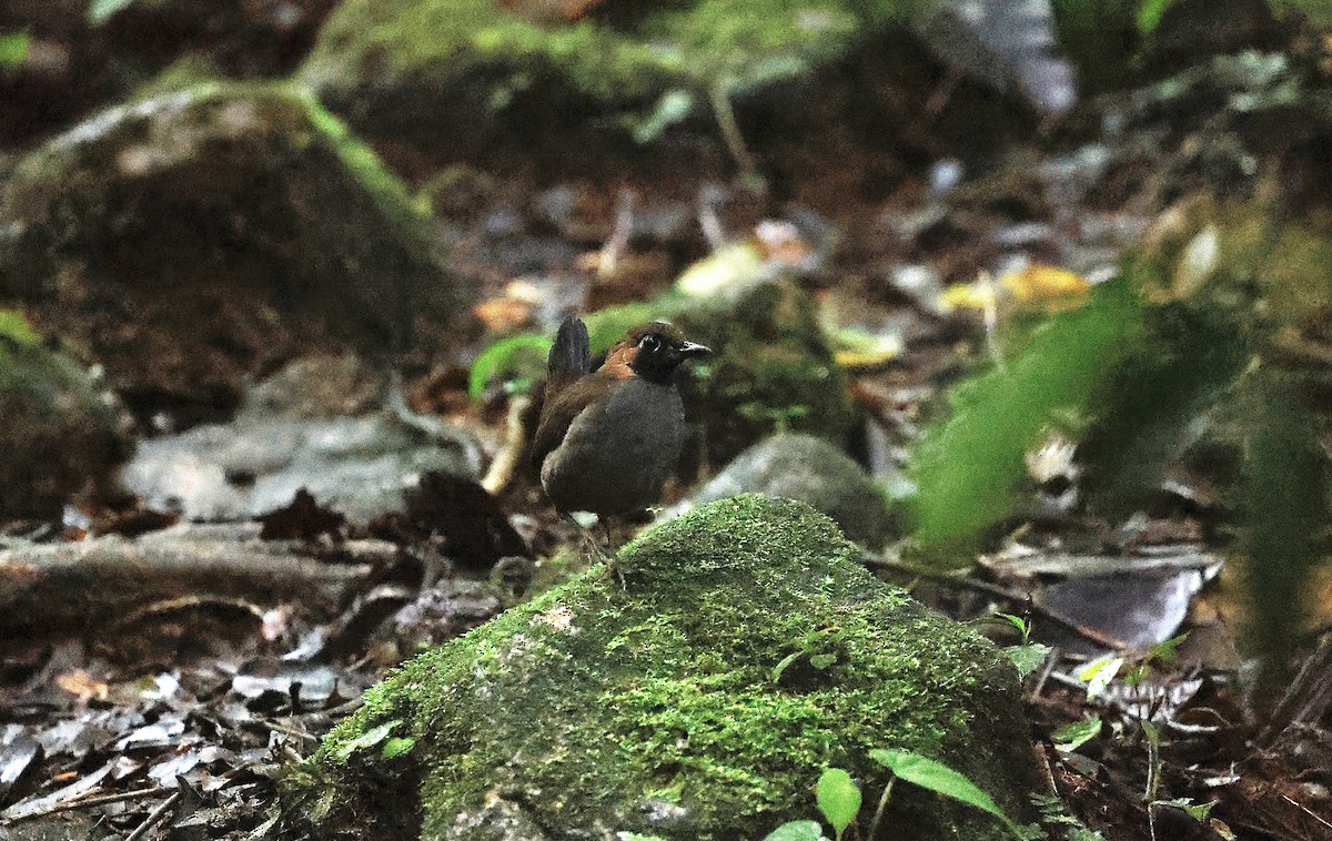 Black-faced Antthrush - ML646044259