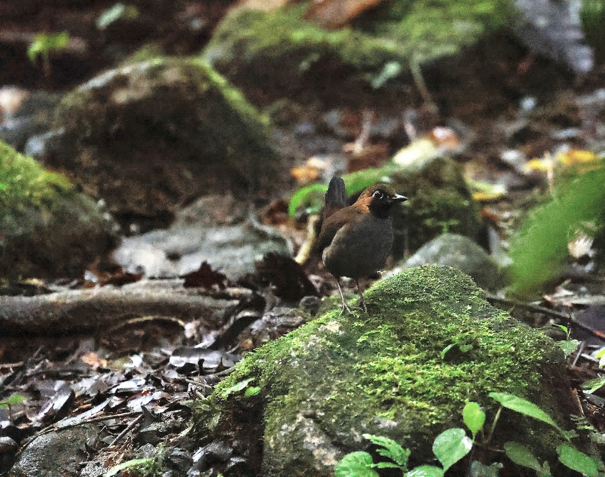 Black-faced Antthrush - ML646044260