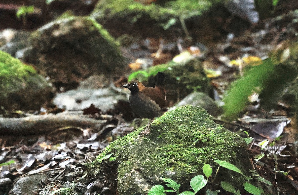 Black-faced Antthrush - ML646044261