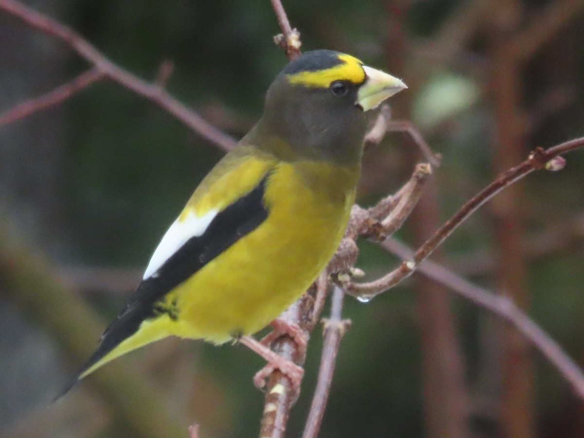 Mokolodi bekainoria - ML646044264