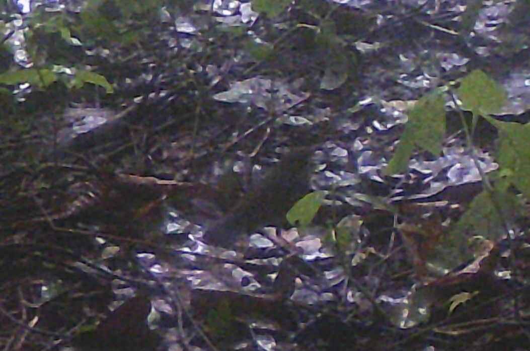 slavík modrohřbetý - ML646044273