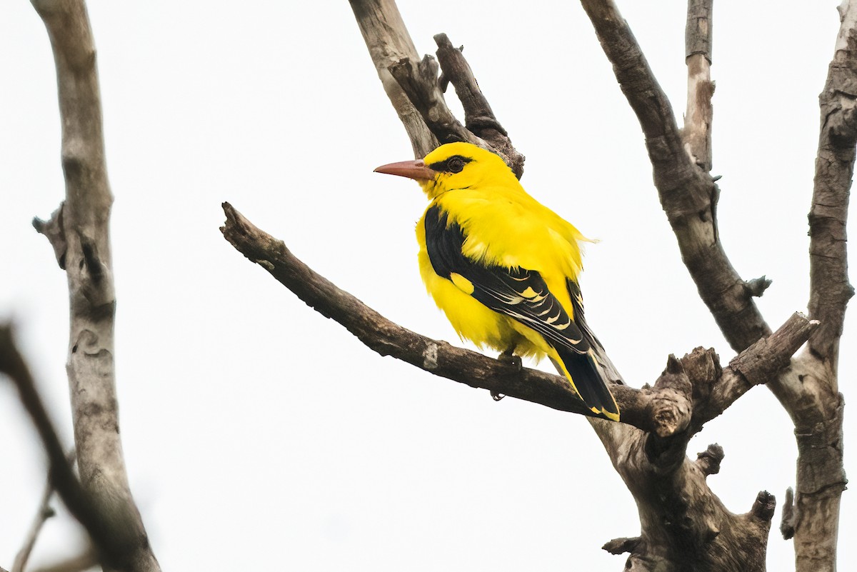 Loriot indien - ML646044275