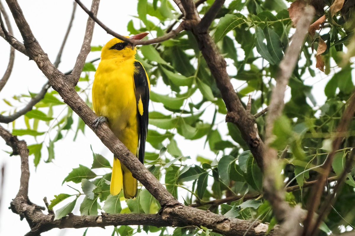 Loriot indien - ML646044276