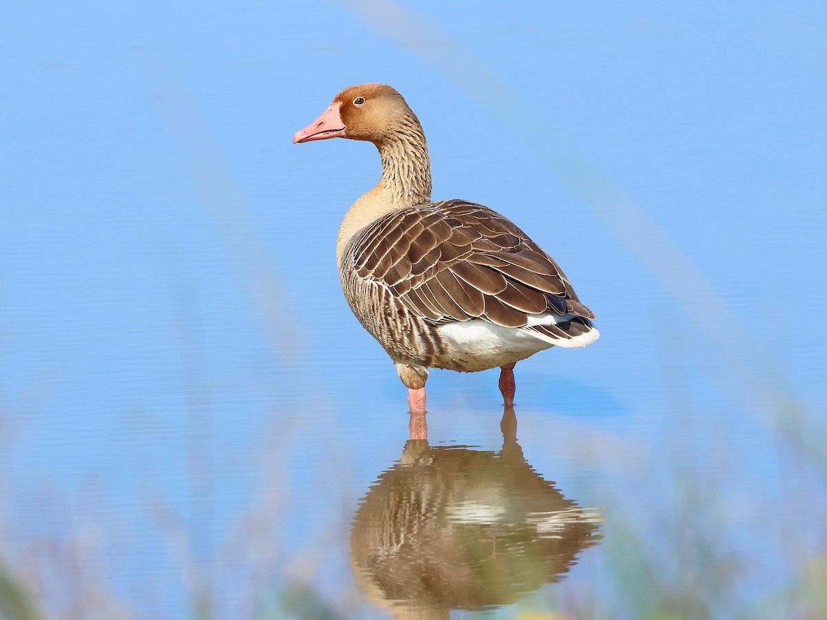 Graylag Goose - ML646044277