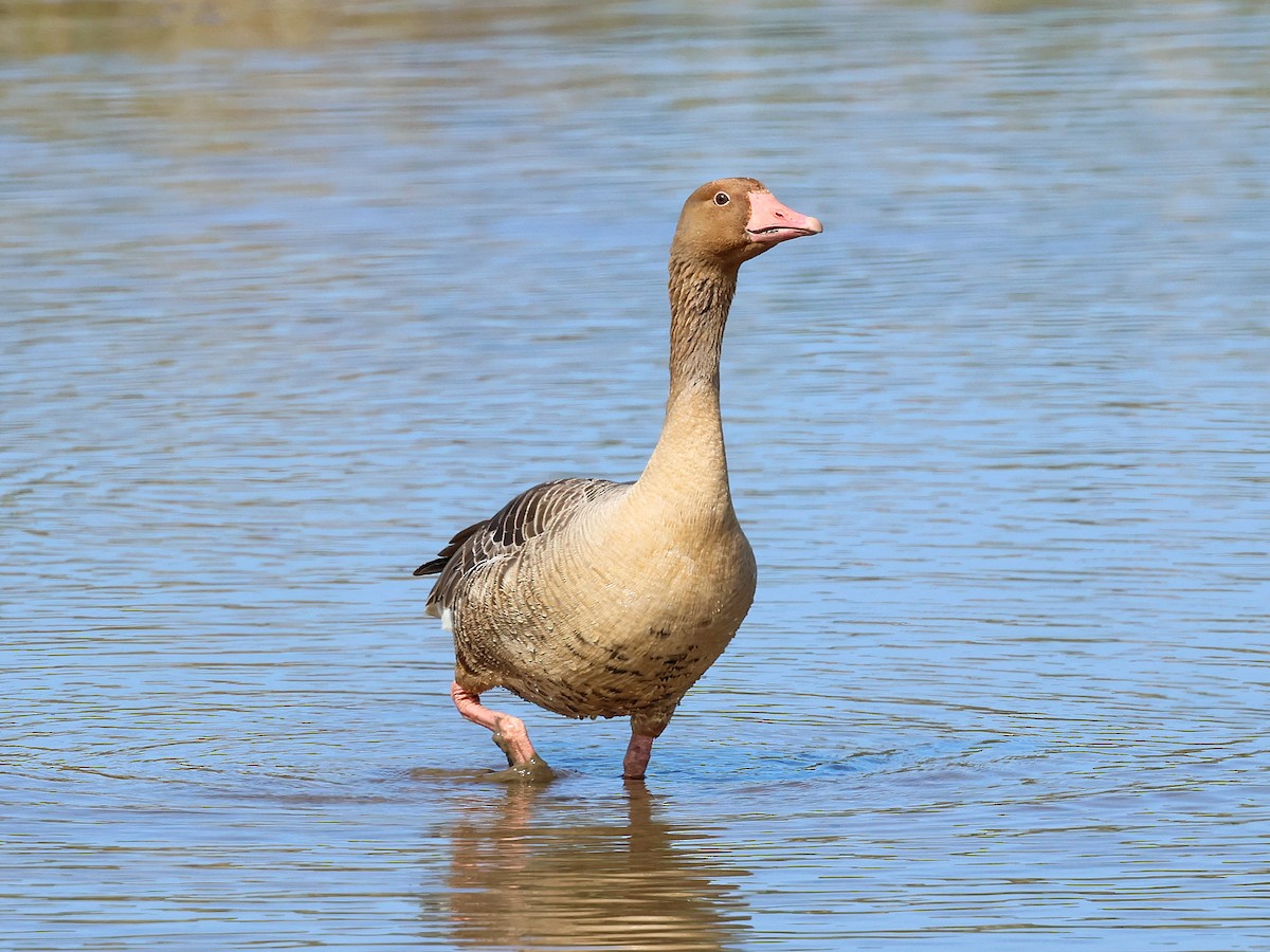 Graylag Goose - ML646044278