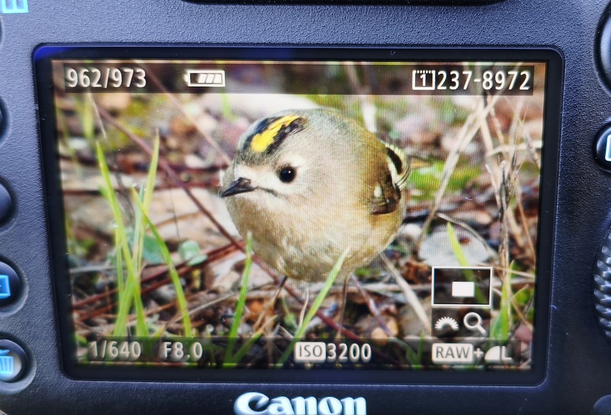 Mendi-erregetxoa - ML646044291