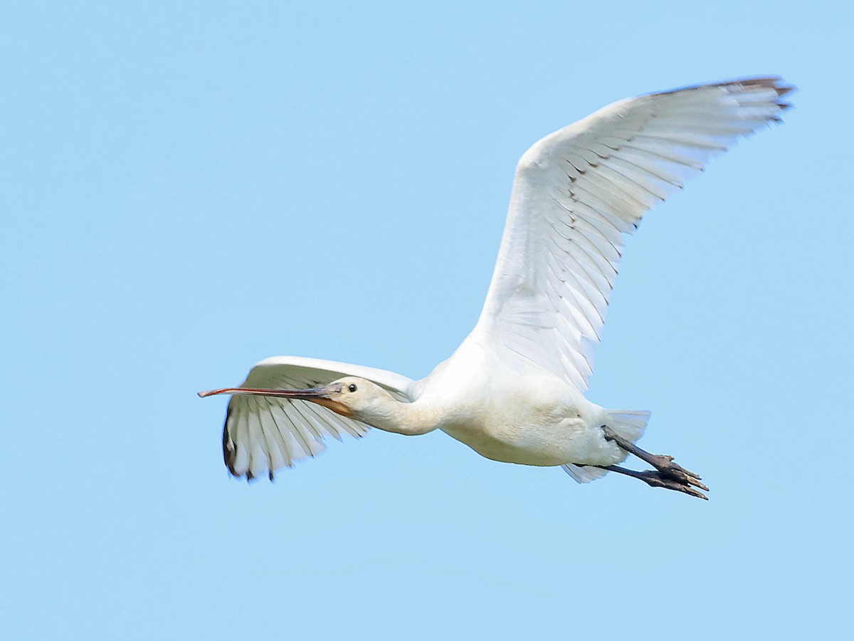 Eurasian Spoonbill - ML646044293