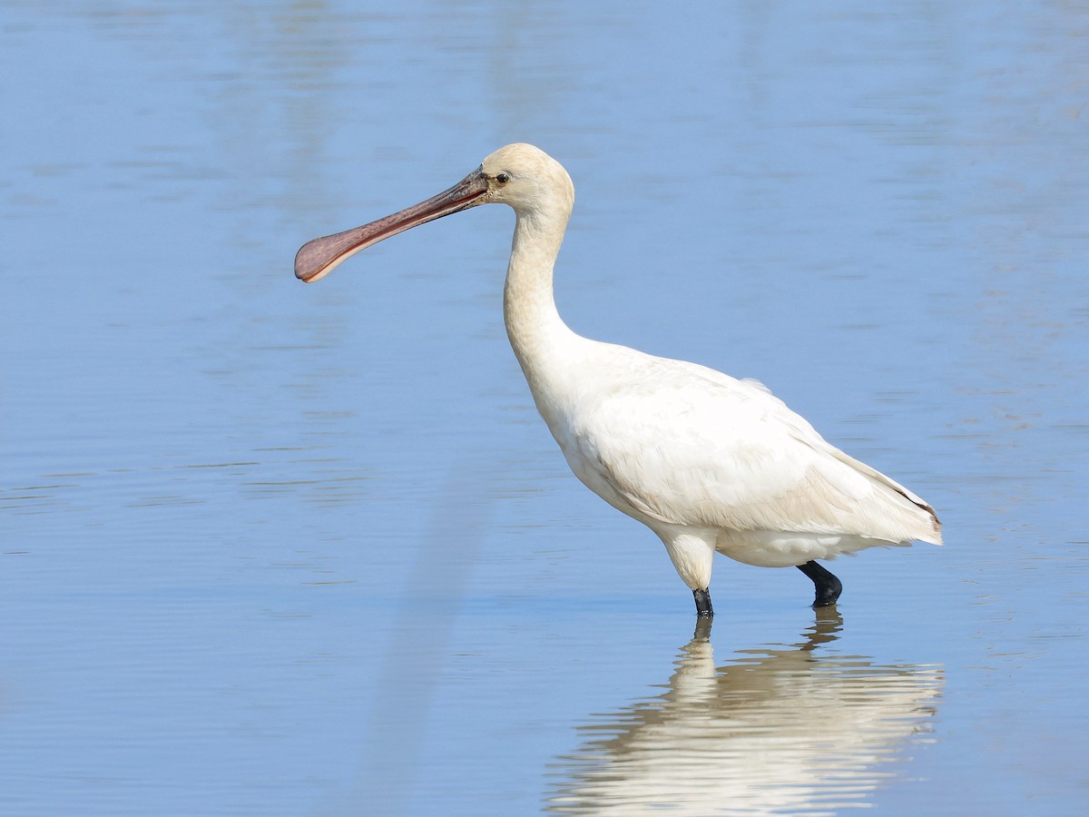 Eurasian Spoonbill - ML646044294