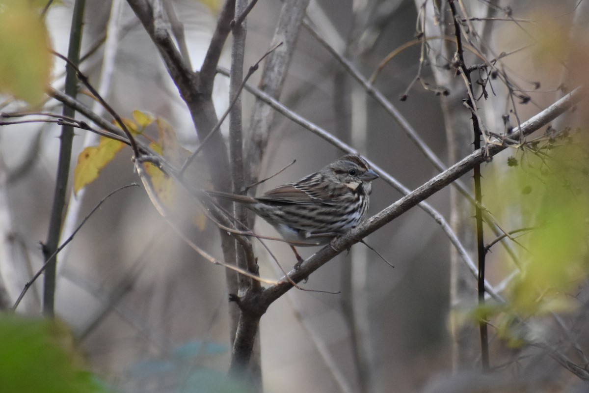 sangspurv - ML646044299