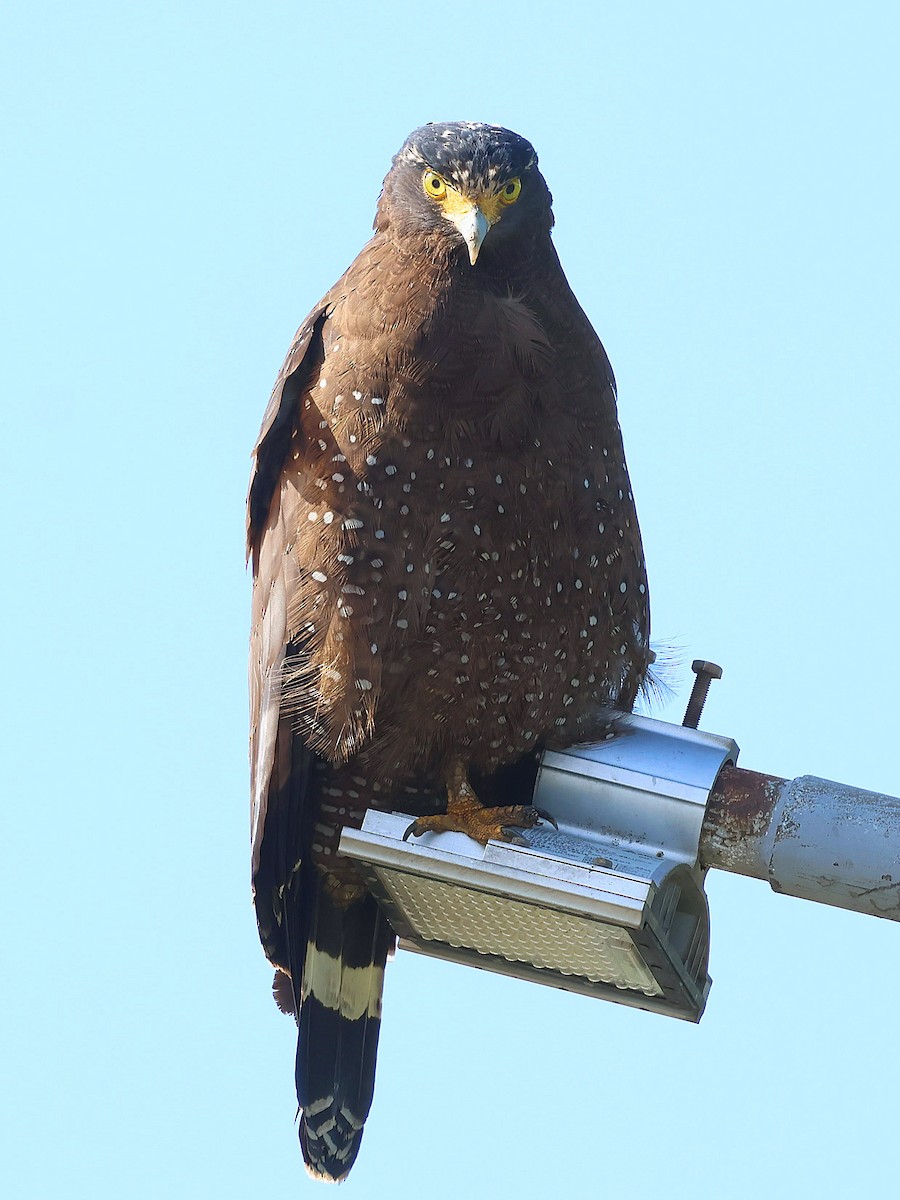 Crested Serpent-Eagle - ML646044300