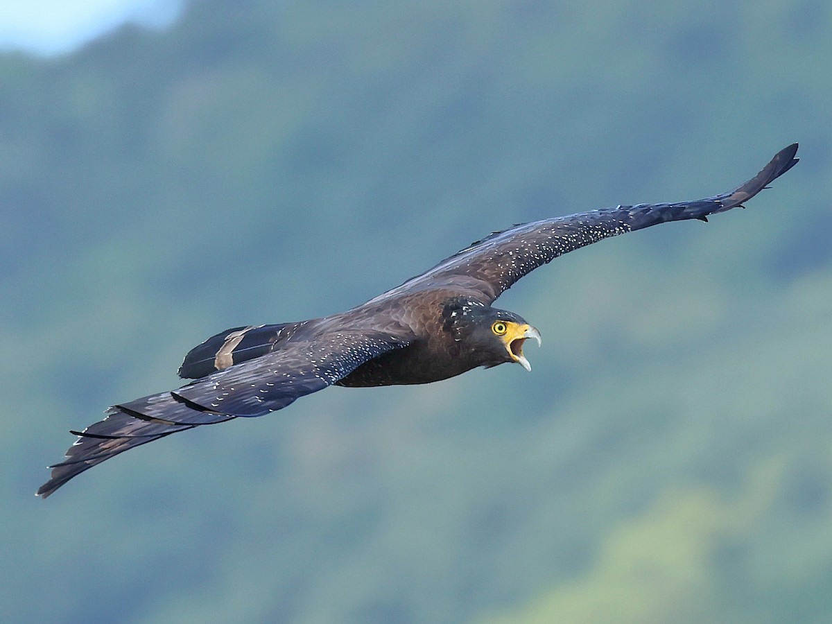 Crested Serpent-Eagle - ML646044301