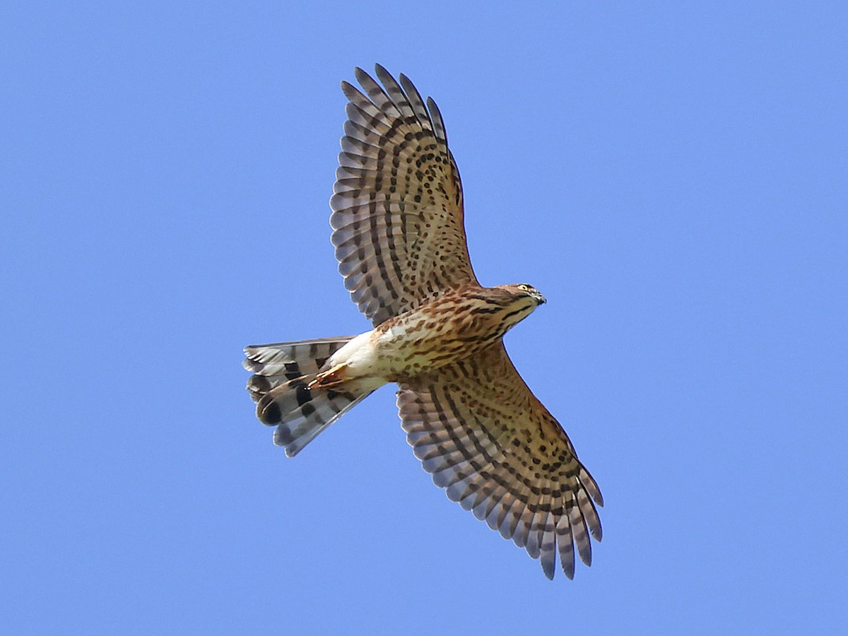 Gavilán Besra - ML646044313