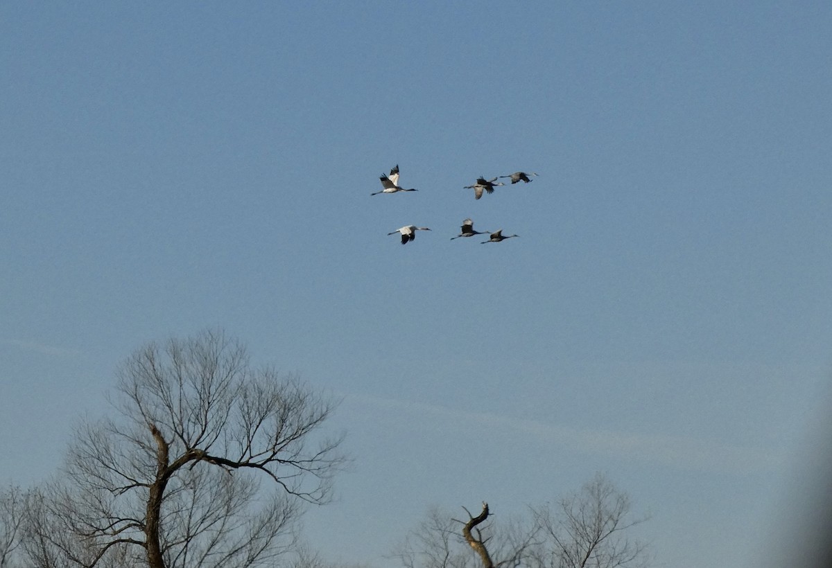 Whooping Crane - ML646044314