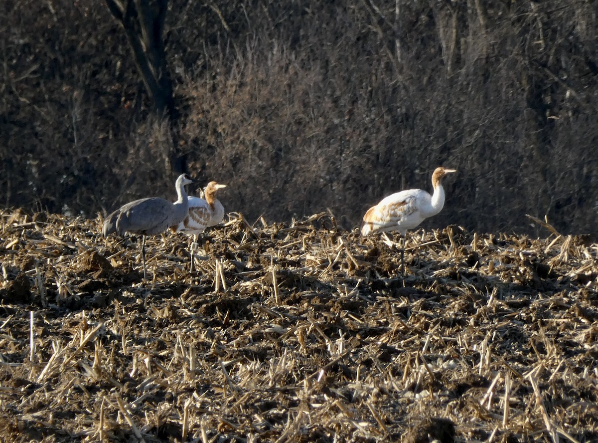 Whooping Crane - ML646044315