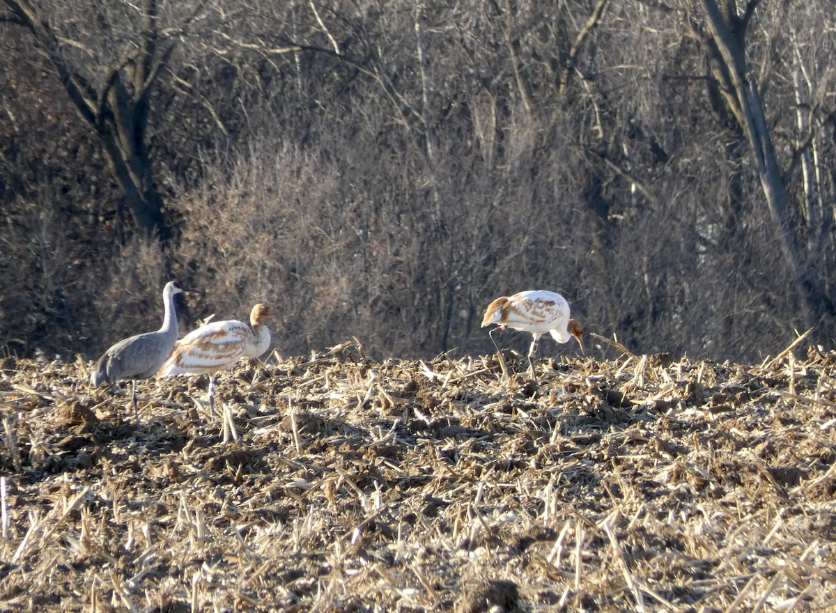 Whooping Crane - ML646044316