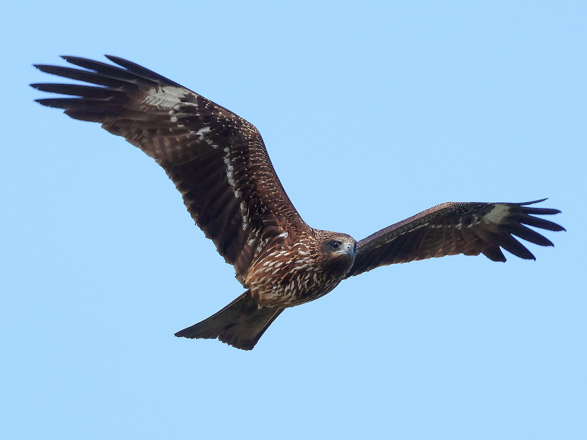 Black Kite - ML646044319