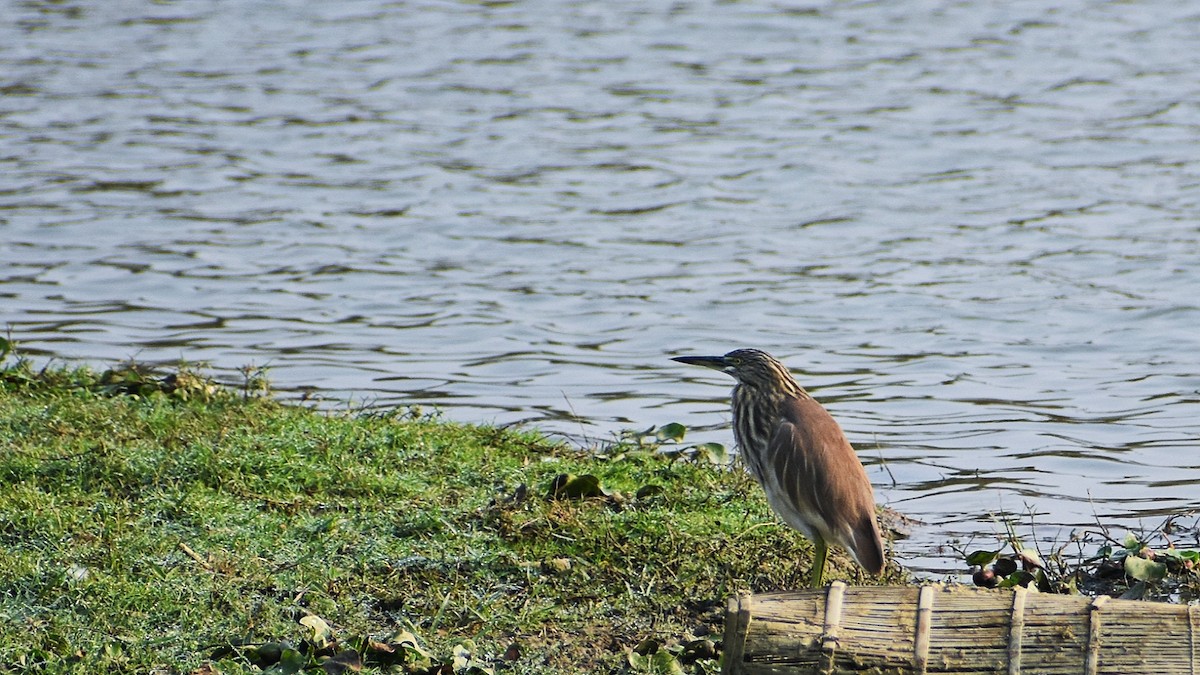 Indian Pond-Heron - ML646044322