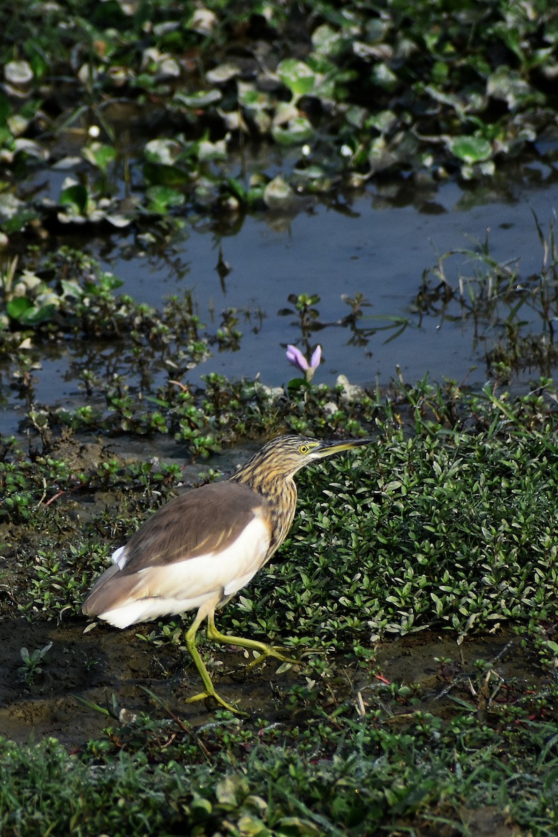 Indian Pond-Heron - ML646044323