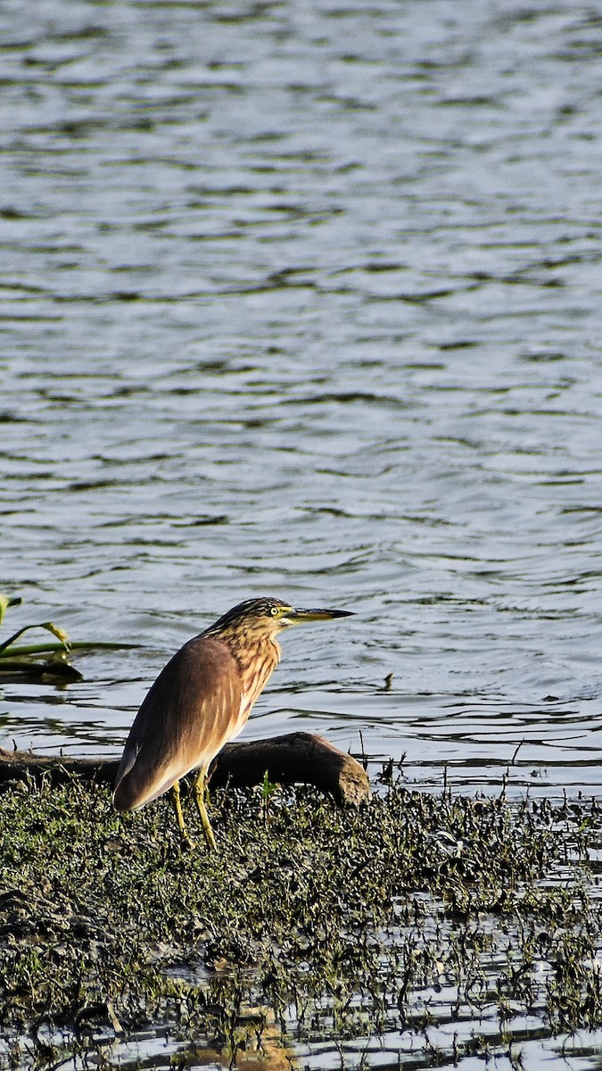 Indian Pond-Heron - ML646044324