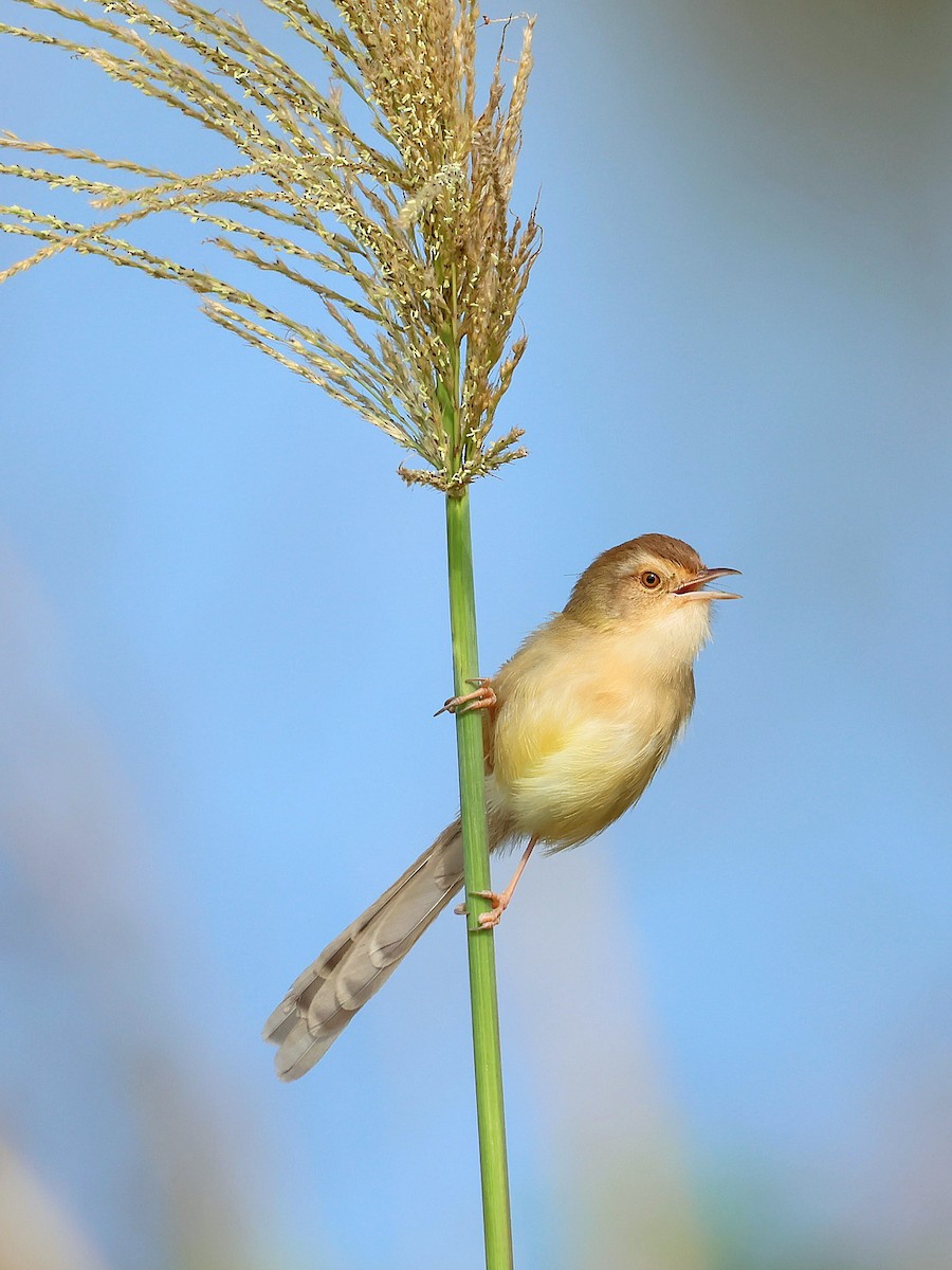 Plain Prinia - ML646044346