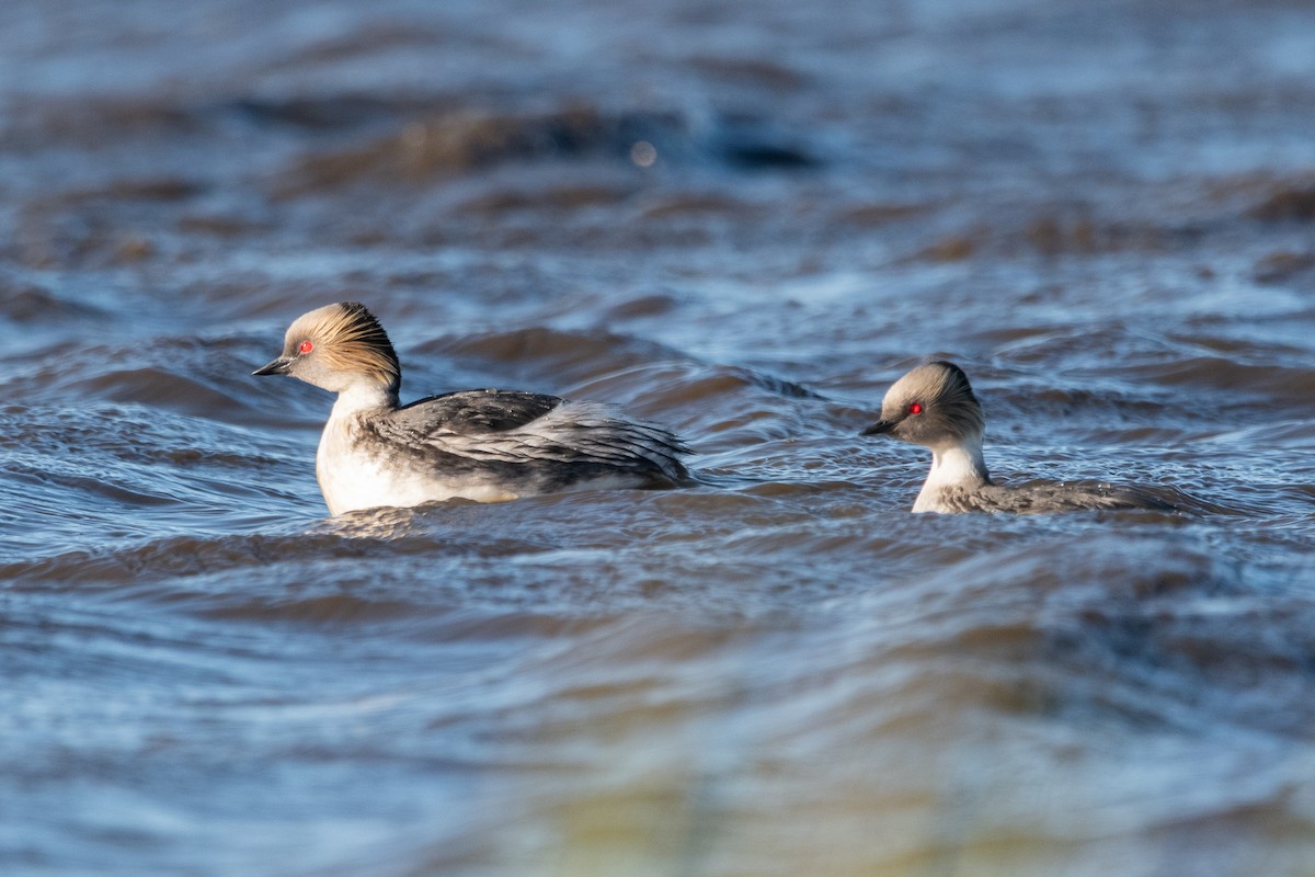 Silvery Grebe - ML646044357