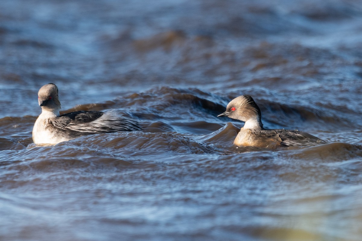 Silvery Grebe - ML646044358