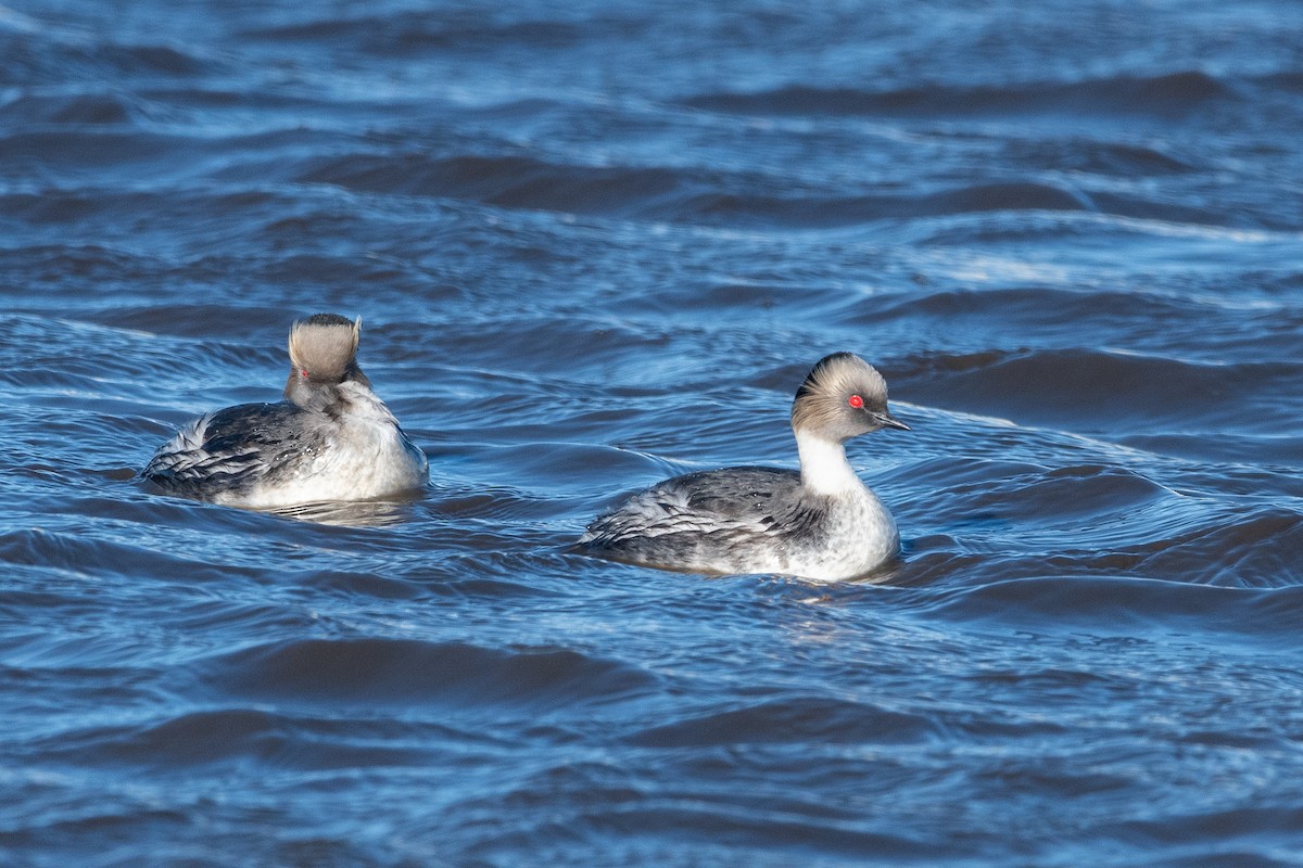 Silvery Grebe - ML646044359