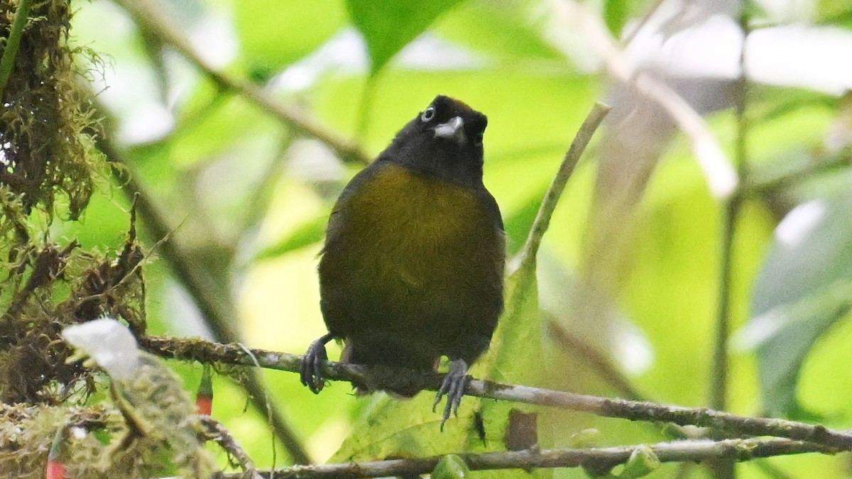 Dusky-faced Tanager - ML646044360