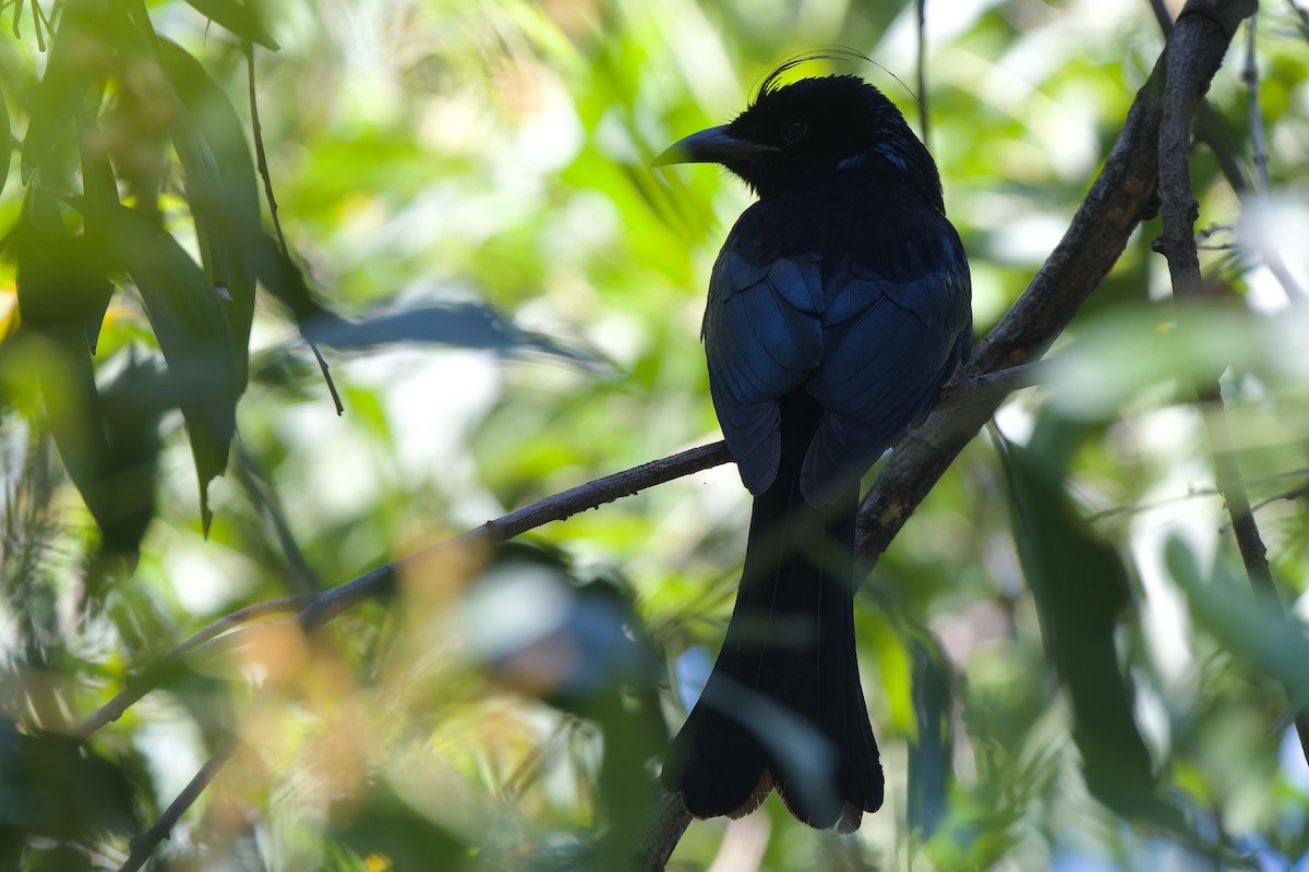 Hair-crested Drongo (Hair-crested) - ML646044372