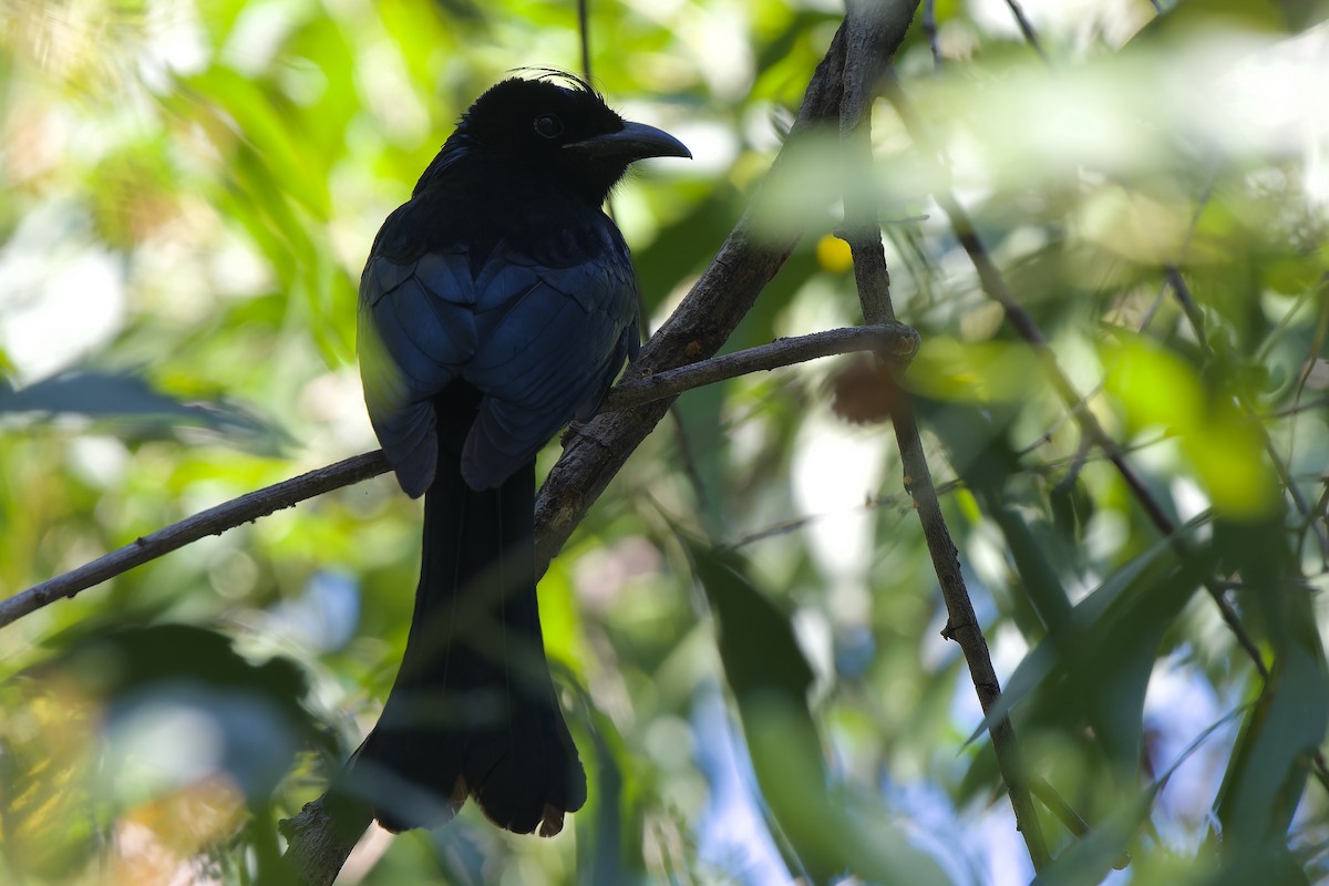 Hair-crested Drongo (Hair-crested) - ML646044373